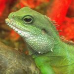 Pictures of Water Dragon