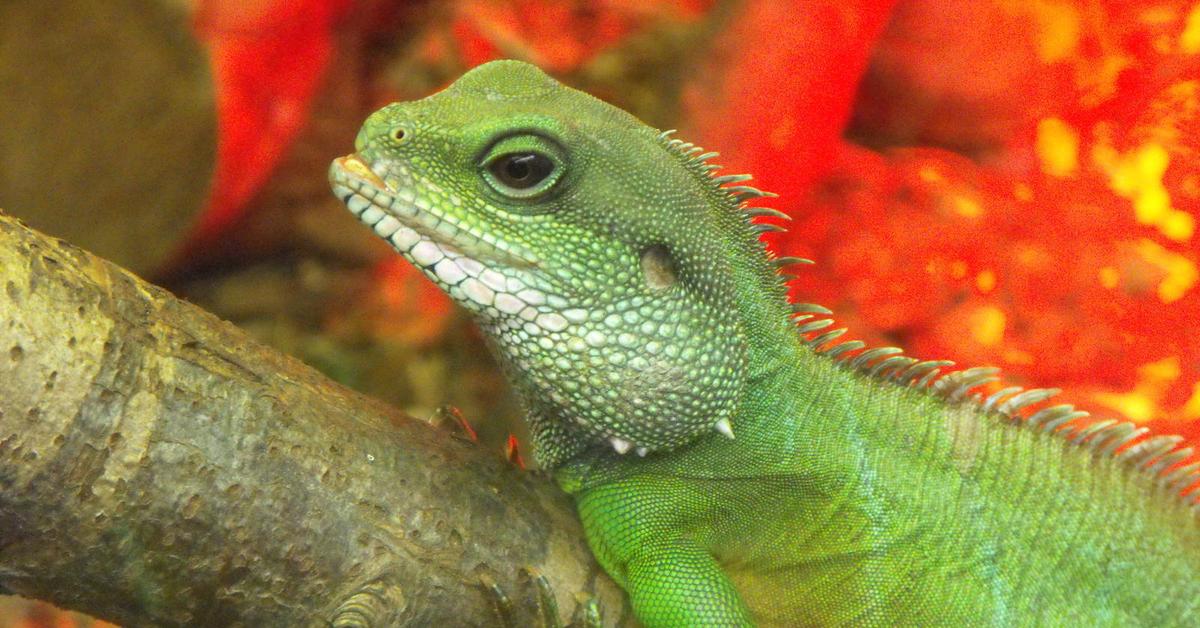 Pictures of Water Dragon