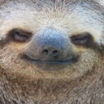 Pictures of Sloth