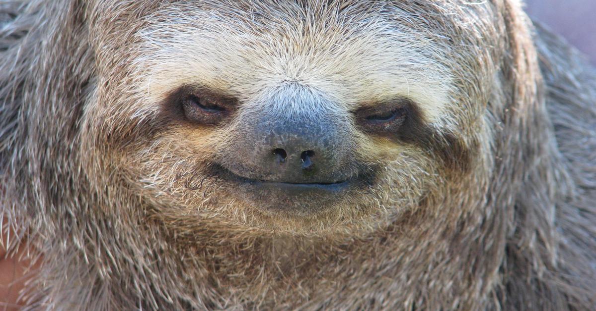 Pictures of Sloth