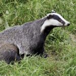 Pictures of Badger