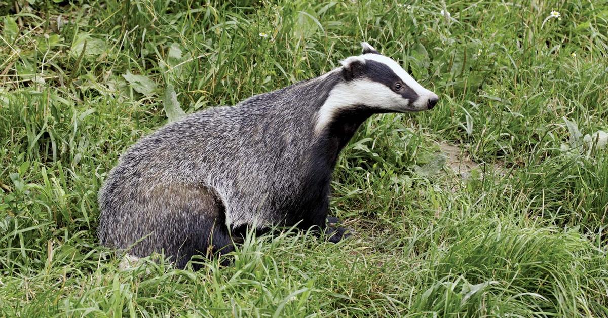 Pictures of Badger