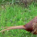 Pictures of Pheasant