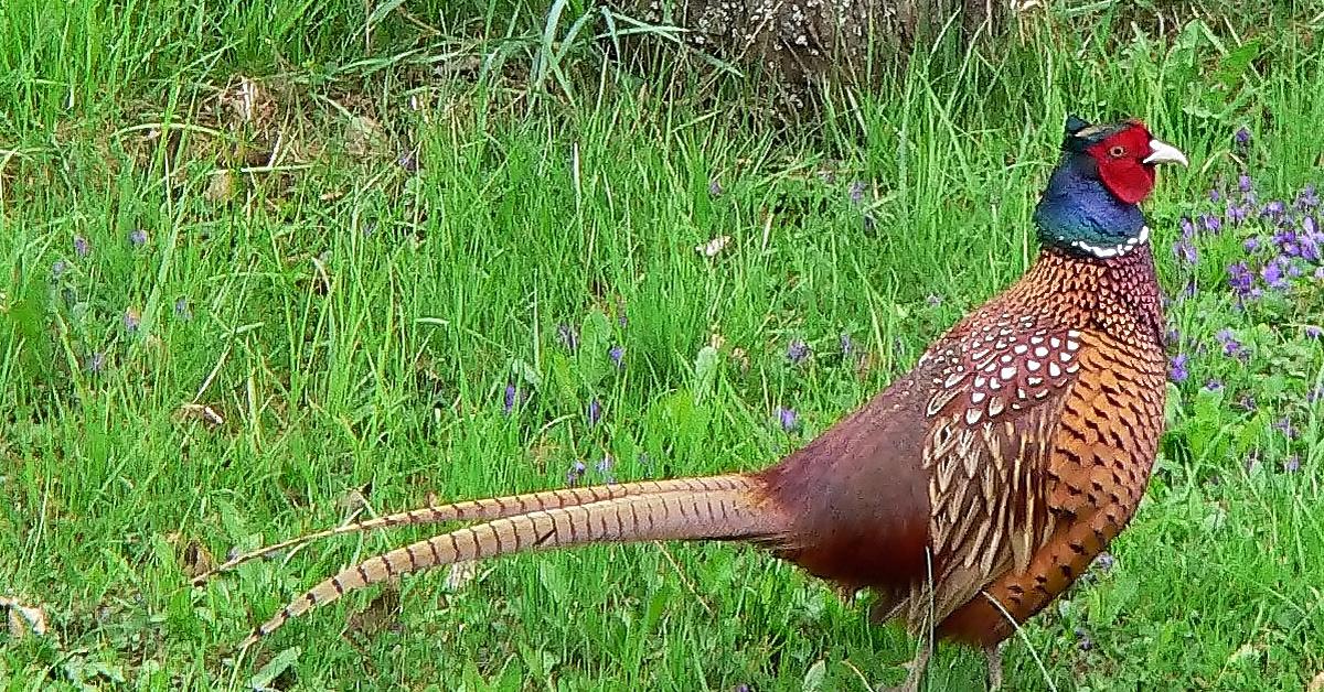 Pictures of Pheasant