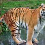 Pictures of Indochinese Tiger