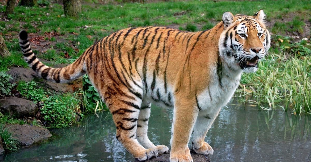 Pictures of Indochinese Tiger