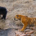 Pictures of Spectacled Bear