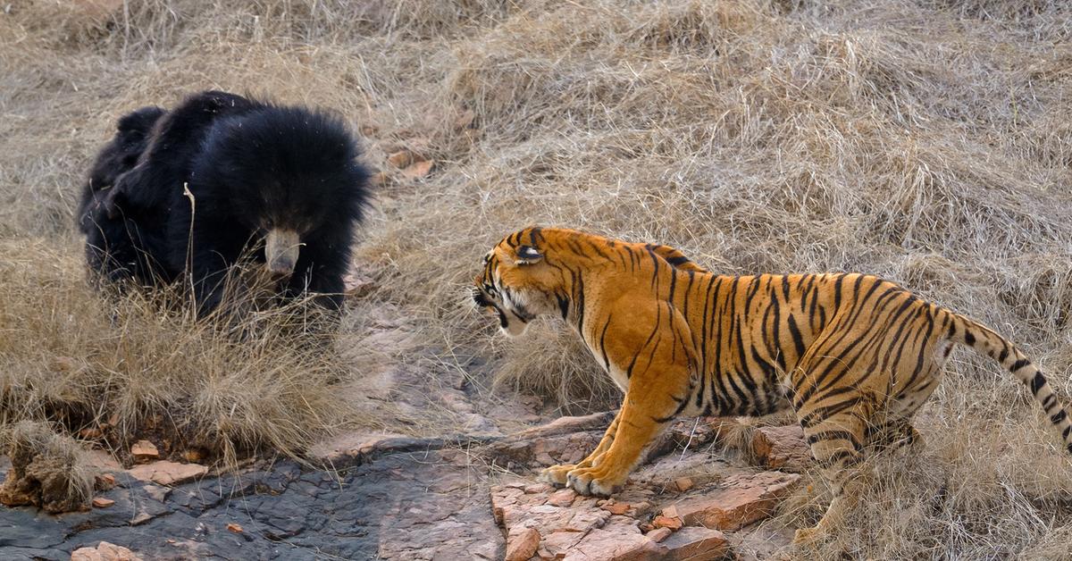 Pictures of Spectacled Bear