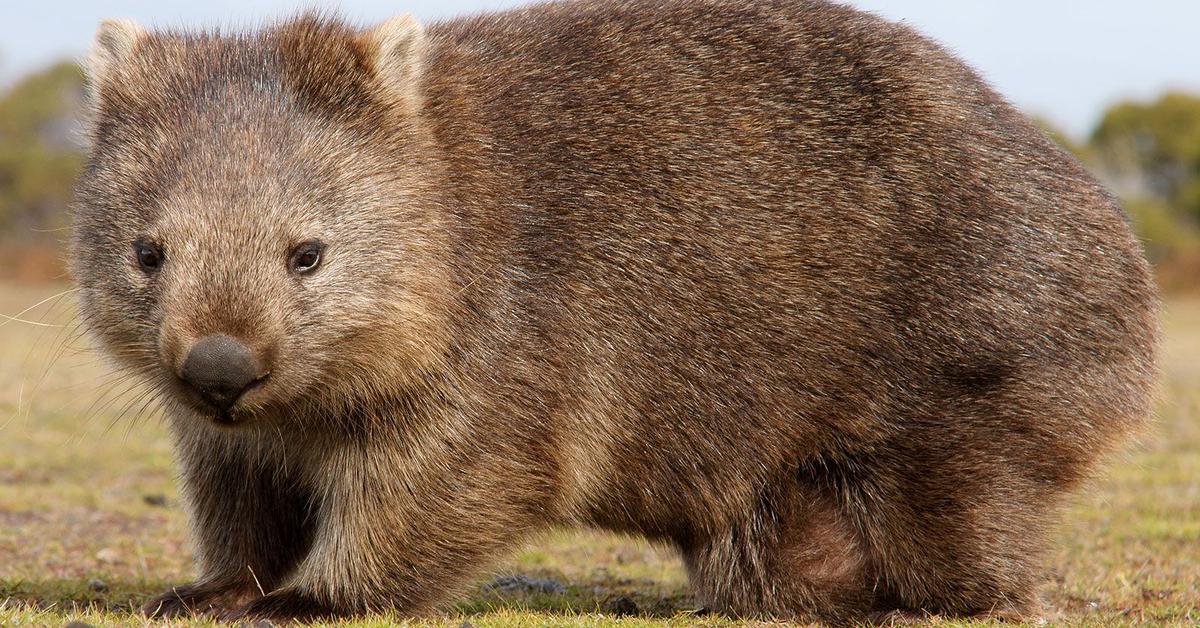 Pictures of Wombat