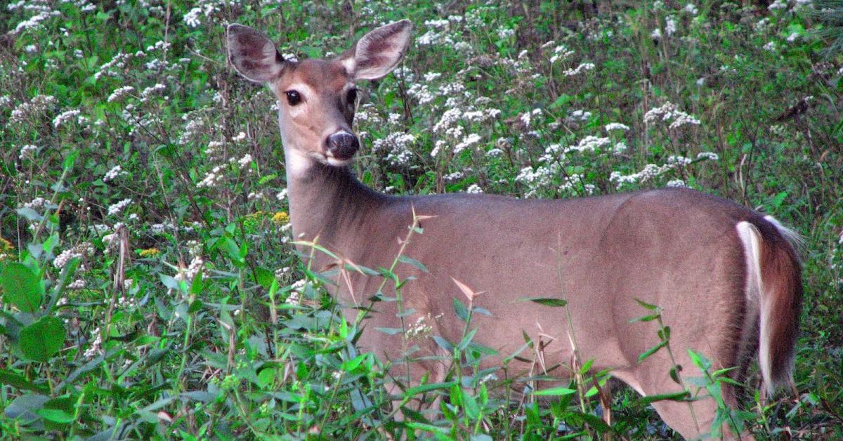 Pictures of Deer