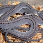 Pictures of Dragon Snake