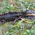 Pictures of Salamander