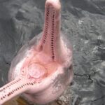 Pictures of Amazon River Dolphin