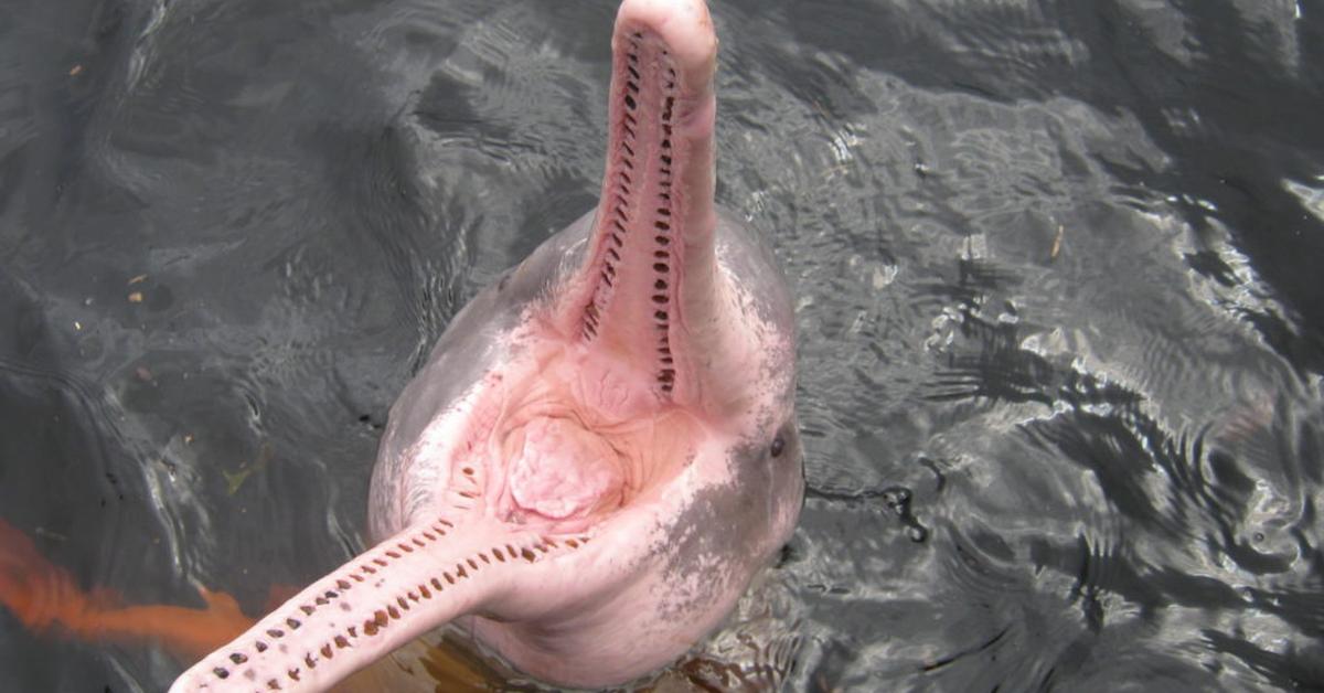 Pictures of Amazon River Dolphin