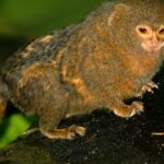 Pictures of Pygmy Marmoset