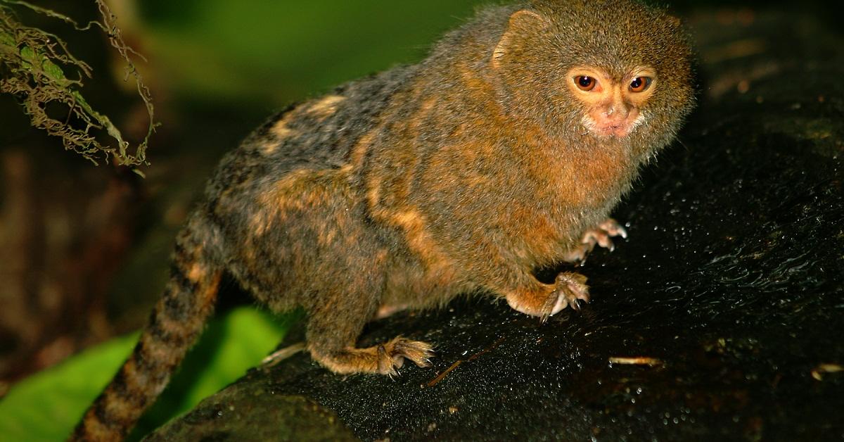 Pictures of Pygmy Marmoset