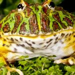 Pictures of Argentine Horned Frog