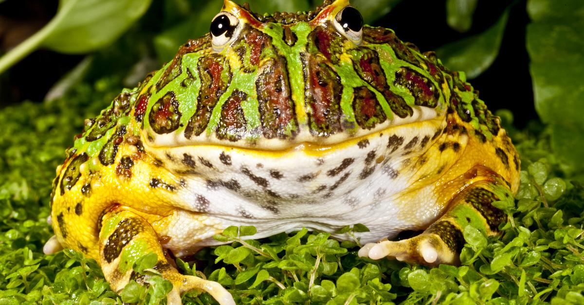 Pictures of Argentine Horned Frog