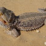 Pictures of Bearded Dragon