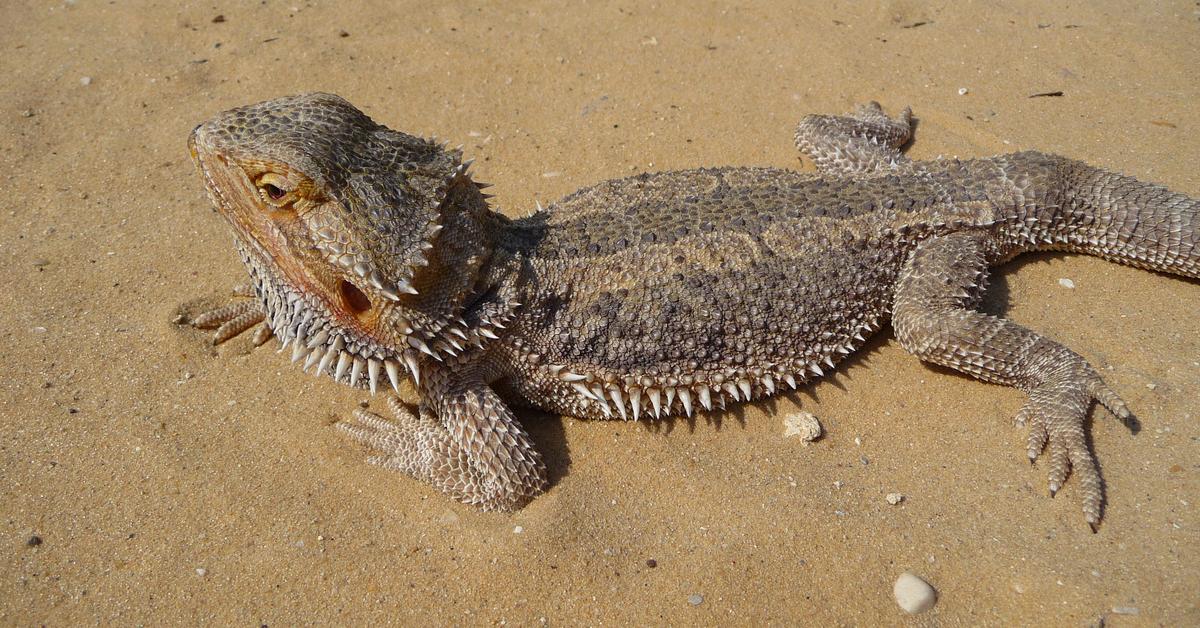 Pictures of Bearded Dragon