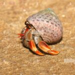 Pictures of Hermit Crab