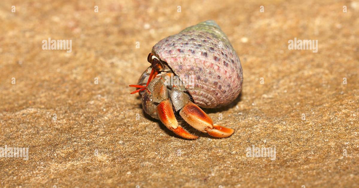 Pictures of Hermit Crab