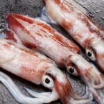 Pictures of Squid