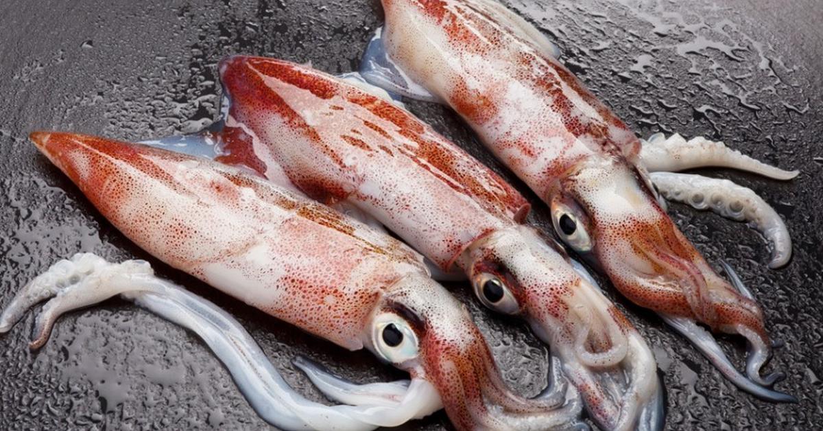 Pictures of Squid