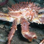 Pictures of King Crab