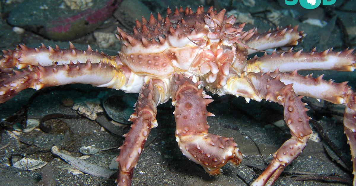 Pictures of King Crab