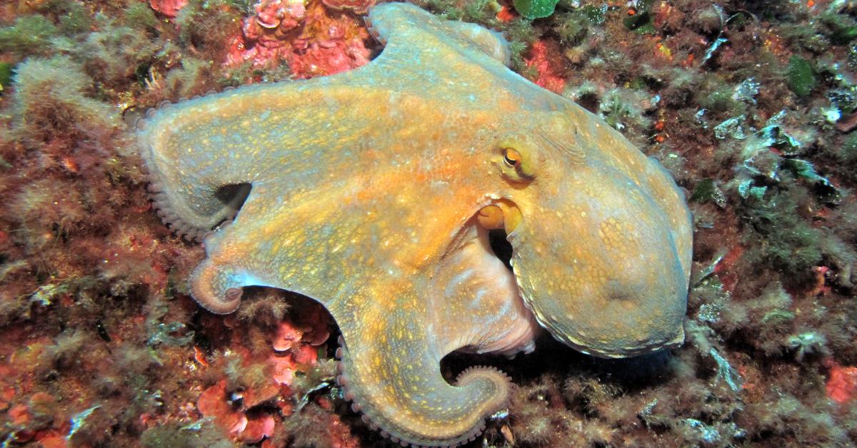 Pictures of Octopus