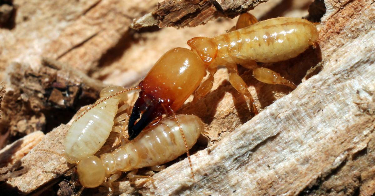 Pictures of Termite