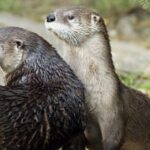 Pictures of Otter