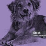 Pictures of Collie Mix