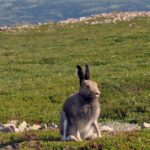 Pictures of Arctic Hare