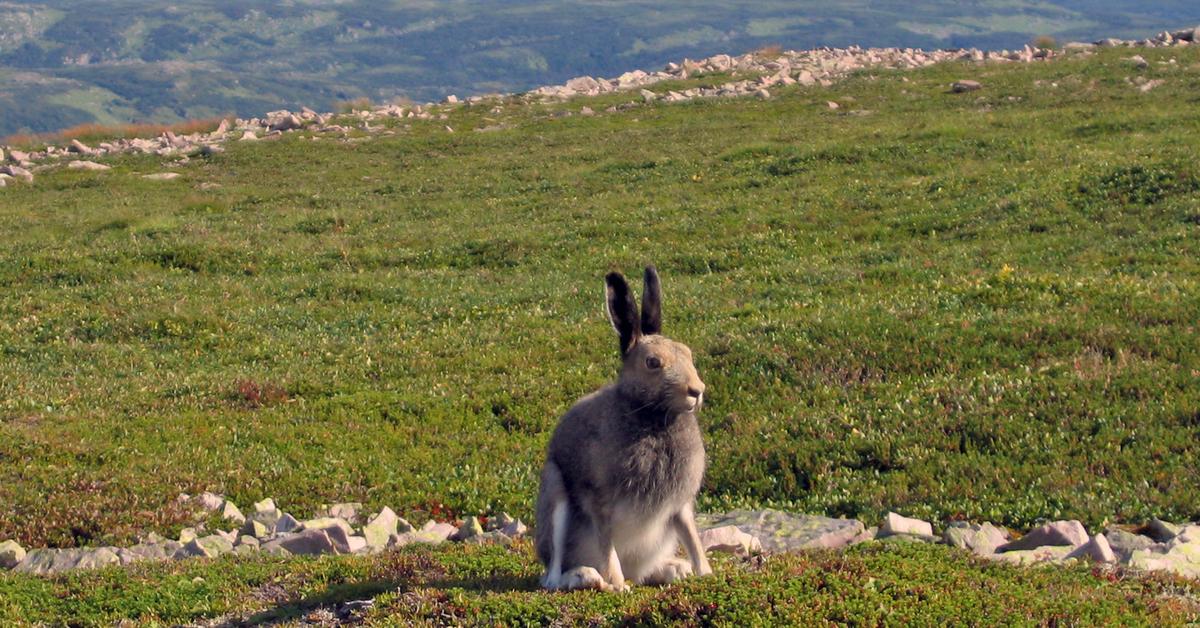 Pictures of Arctic Hare