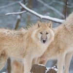 Pictures of Arctic Wolf