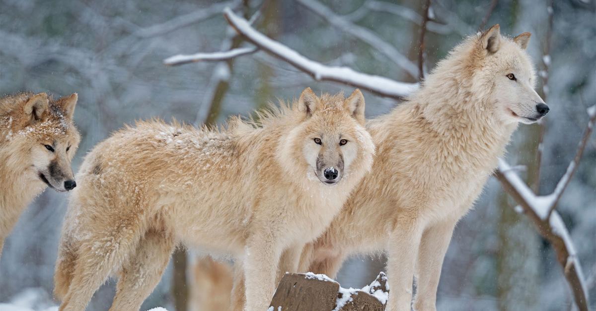 Pictures of Arctic Wolf