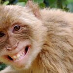 Pictures of Monkey