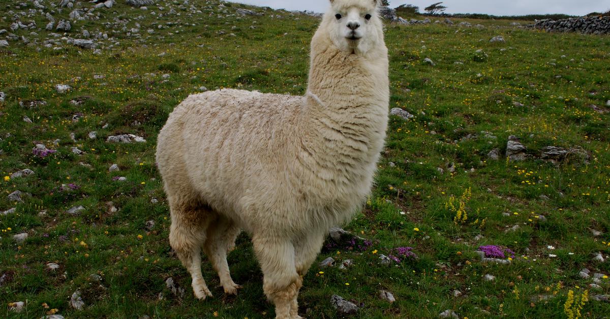 Pictures of Llama