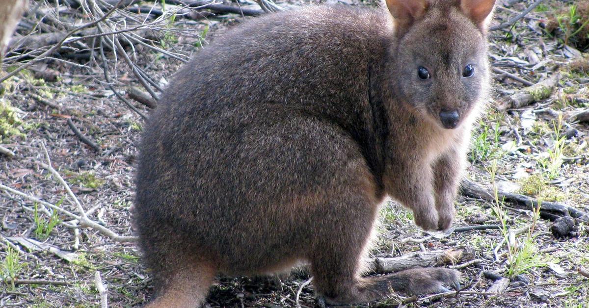 Pictures of Pademelon