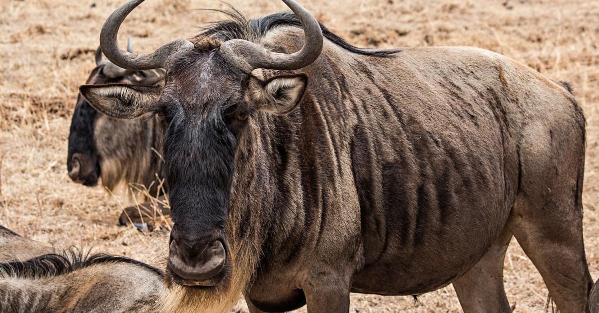 Pictures of Wildebeest