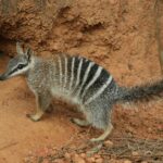 Pictures of Numbat