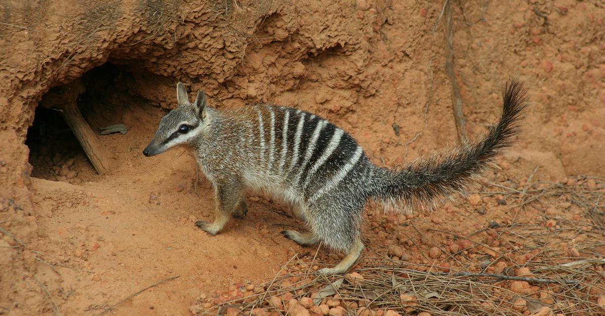 Pictures of Numbat