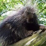 Pictures of Porcupine