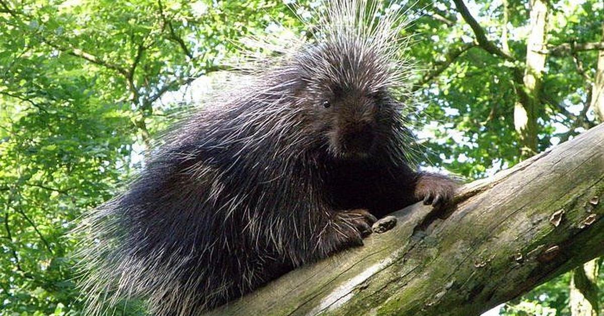 Pictures of Porcupine