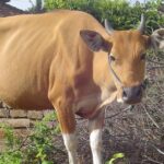 Pictures of Cow