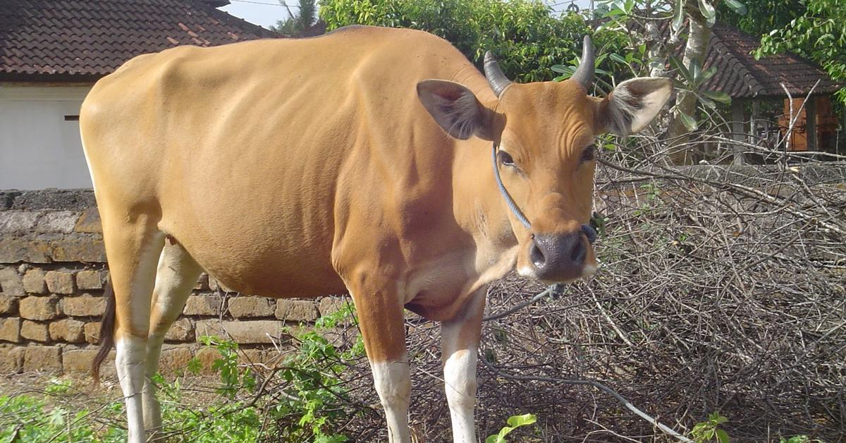 Pictures of Cow