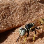 Pictures of Beewolf Wasp