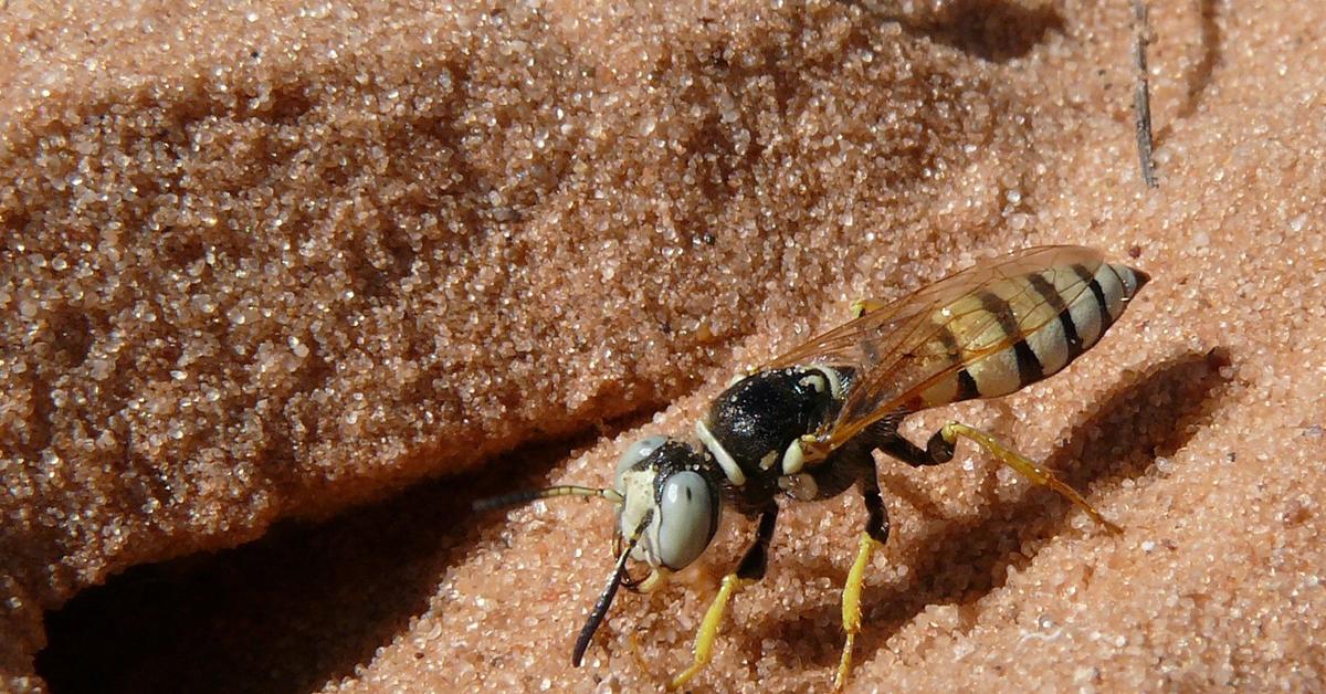 Pictures of Beewolf Wasp
